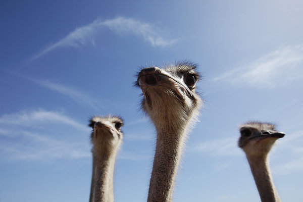 ostrich curious